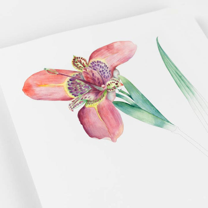 Pepin Press - Floral Images Artist's Colouring Book